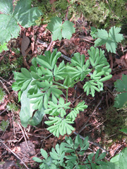 Corydalis scouleri