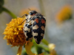 Acmaeodera tuta