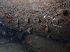 Boltenia villosa