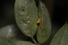 Thwaitesia margaritifera