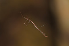 Ariamnes cylindrogaster