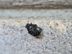 Dendrophilus punctatus