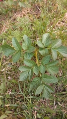 Angelica archangelica litoralis
