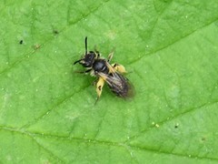 Andrena minutula