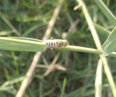 Eristalinus tabanoides