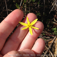 Pauridia curculigoides