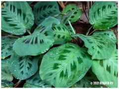 Maranta