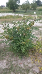 Solanum sisymbriifolium