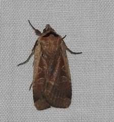 Parabagrotis