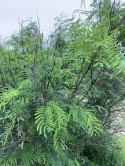 Senegalia berlandieri