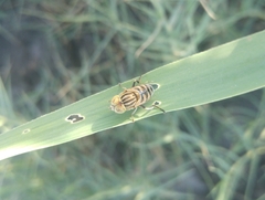 Eristalinus tabanoides