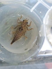 Arigomphus