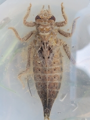 Arigomphus