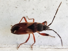 Eremocoris abietis