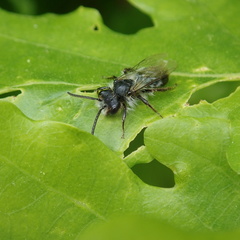 Andrena bucephala