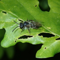 Andrena bucephala