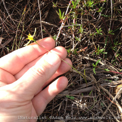 Pauridia curculigoides