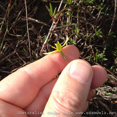 Pauridia curculigoides