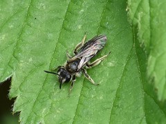 Andrena minutula
