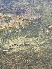 Nerodia sipedon williamengelsi