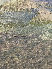 Nerodia sipedon williamengelsi