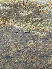 Nerodia sipedon williamengelsi