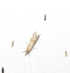 Euchromius californicalis