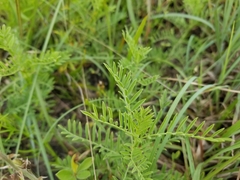 Astragalus nuttallianus