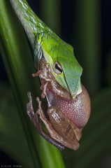 Ahaetulla farnsworthi