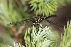 Leucorrhinia glacialis