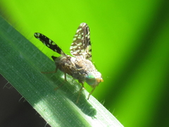 Tephritis simplex