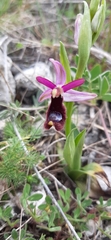Ophrys bertolonii bertolonii