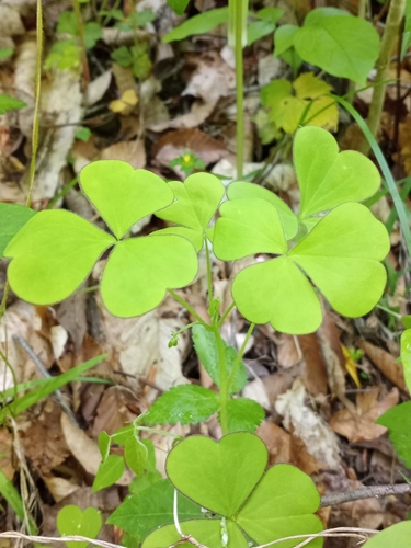 Great yellow woodsorrel (Oxalis grandis)