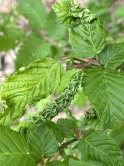 Aculops macrotrichus