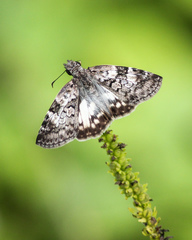 Chiomara asychis autander