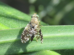 Tephritis simplex
