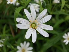Rabelera holostea