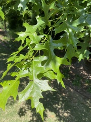 Quercus