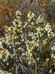 Erica denticulata