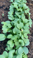 Raphanus sativus radicula