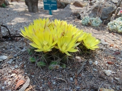 Mammillaria longimamma