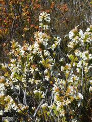 Erica denticulata