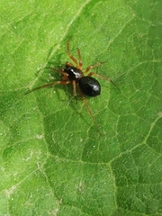 Kaestneria dorsalis