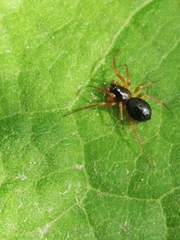 Kaestneria dorsalis