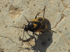 Deraeocoris cordiger