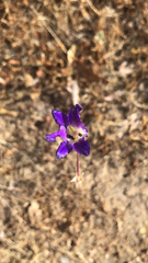Brodiaea elegans