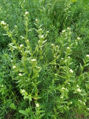 Buglossoides