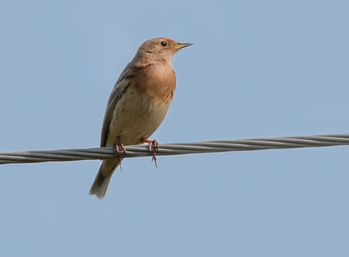 Pipit à gorge rousse