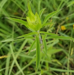 Monarda citriodora