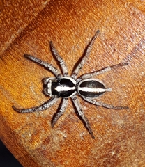 Leptofreya